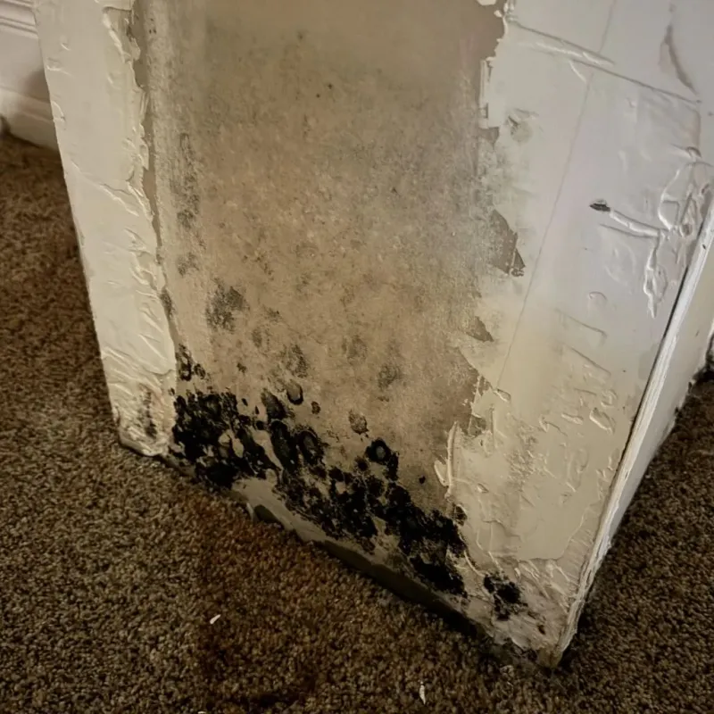 Professional Mold Removal in Fannin County, GA
